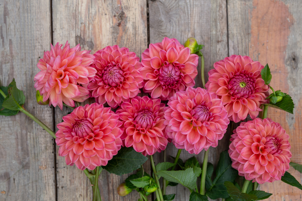 Dalia Dikara Superb, Loukykvět