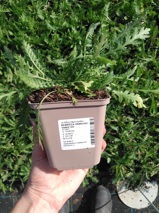 Siankärsämö Parkers Varietät - 2024