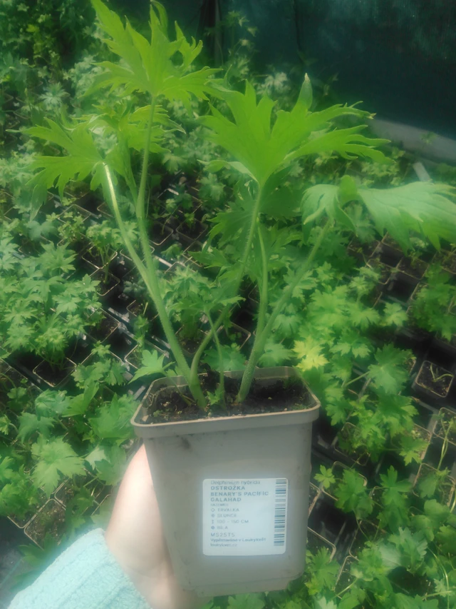 Ritarinkannus Benary’s Pacific Galahad - 2024