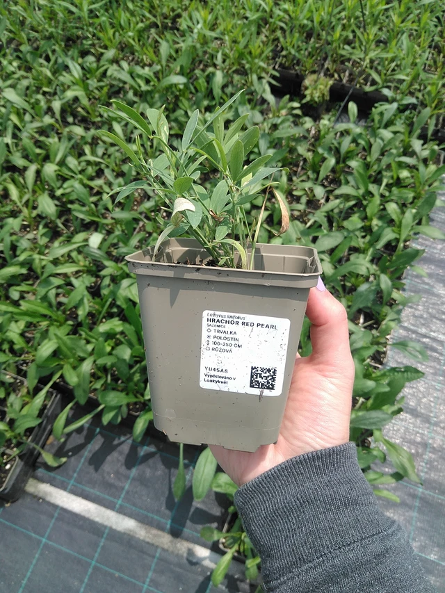 Tuoksuherne Red Pearl - 9. 6. 2025