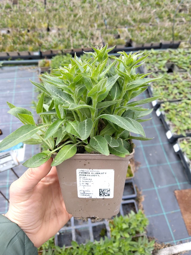 Peurankello Joan Elliott - 21. 4. 2026