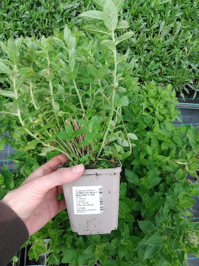 Maitokello Prichard's Var. - 9. 6. 2025