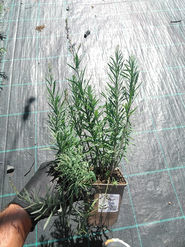 Linaria purpurea - 19. 8. 2025