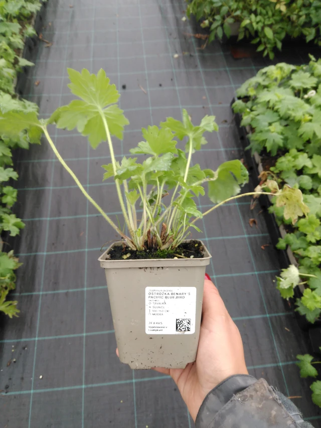 Ritarinkannus Benary’s Pacific Blue Bird - 10. 9. 2025