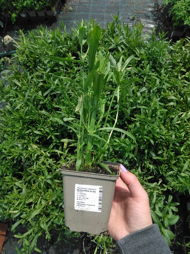 Kellopeippi Alba - 9. 6. 2025