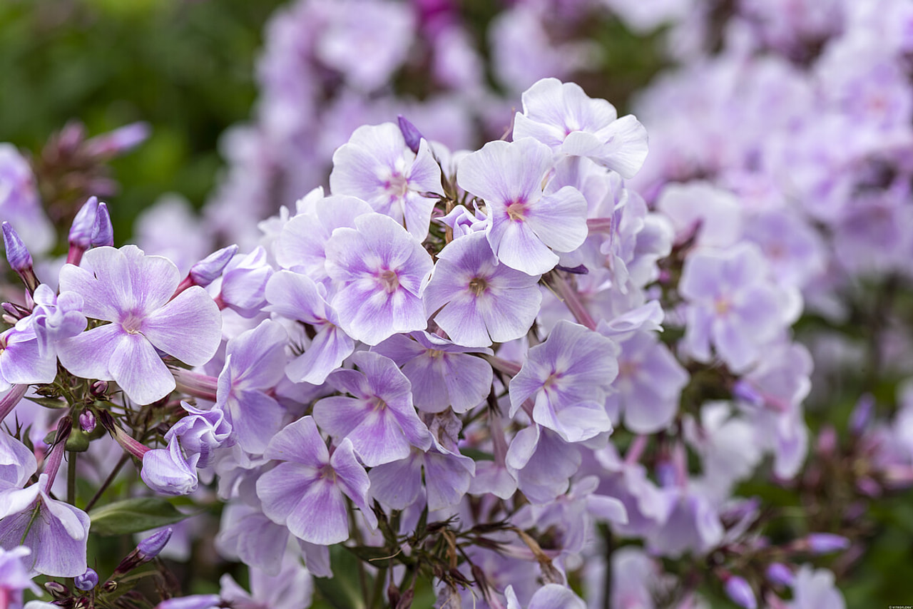 Leimu Franz Schubert, Loukykvět