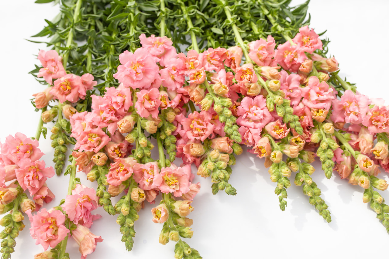 Leijonankita Madame Butterfly Pink, Loukykvět