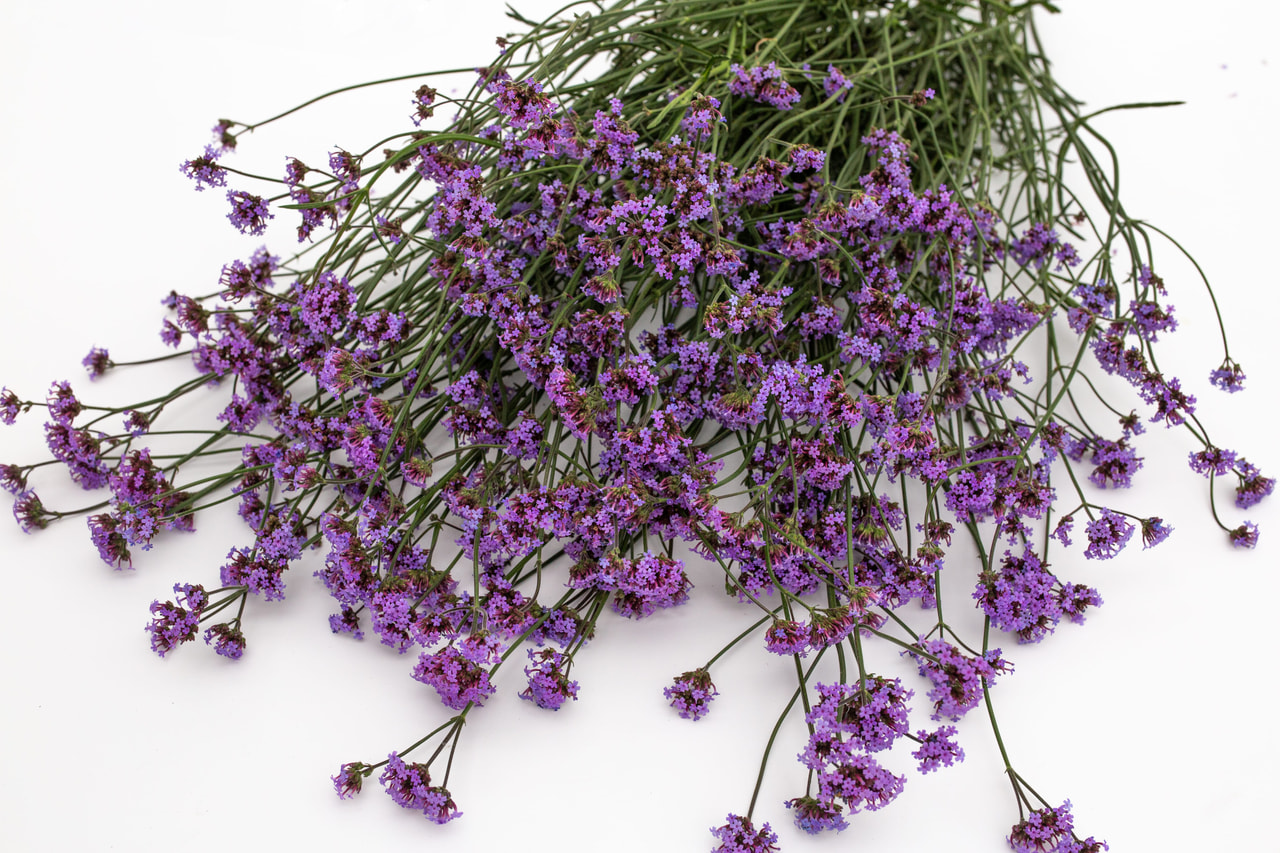 Rautayrtti Vanity, Loukykvět