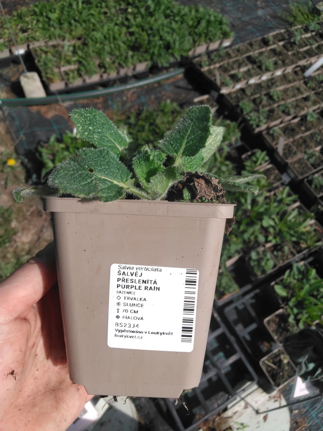 Salvia verticillata Purple Rain - 2024