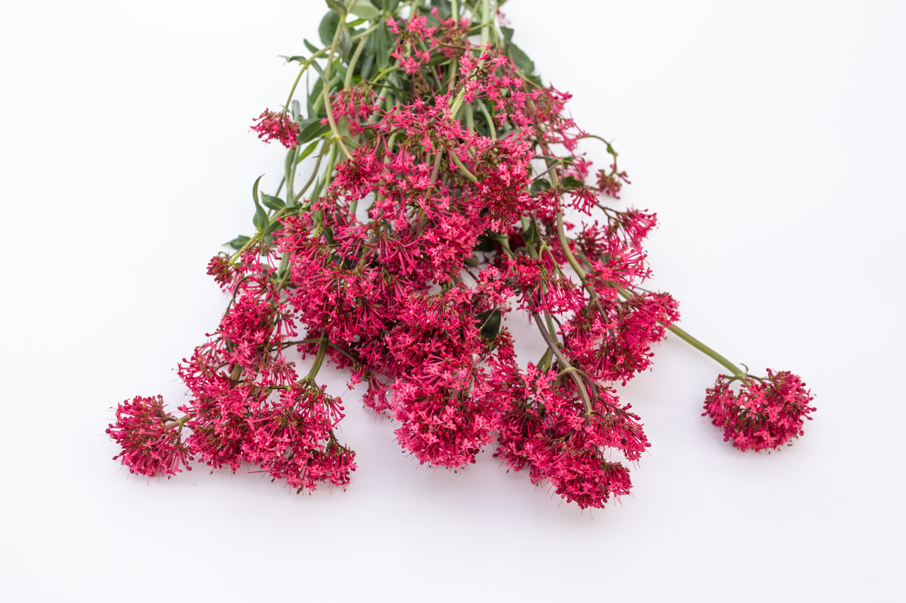 Komeapunikki Pretty Betsy Red, Loukykvět