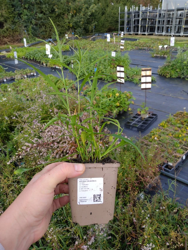 Asteri Erlkönig - 9. 10. 2025