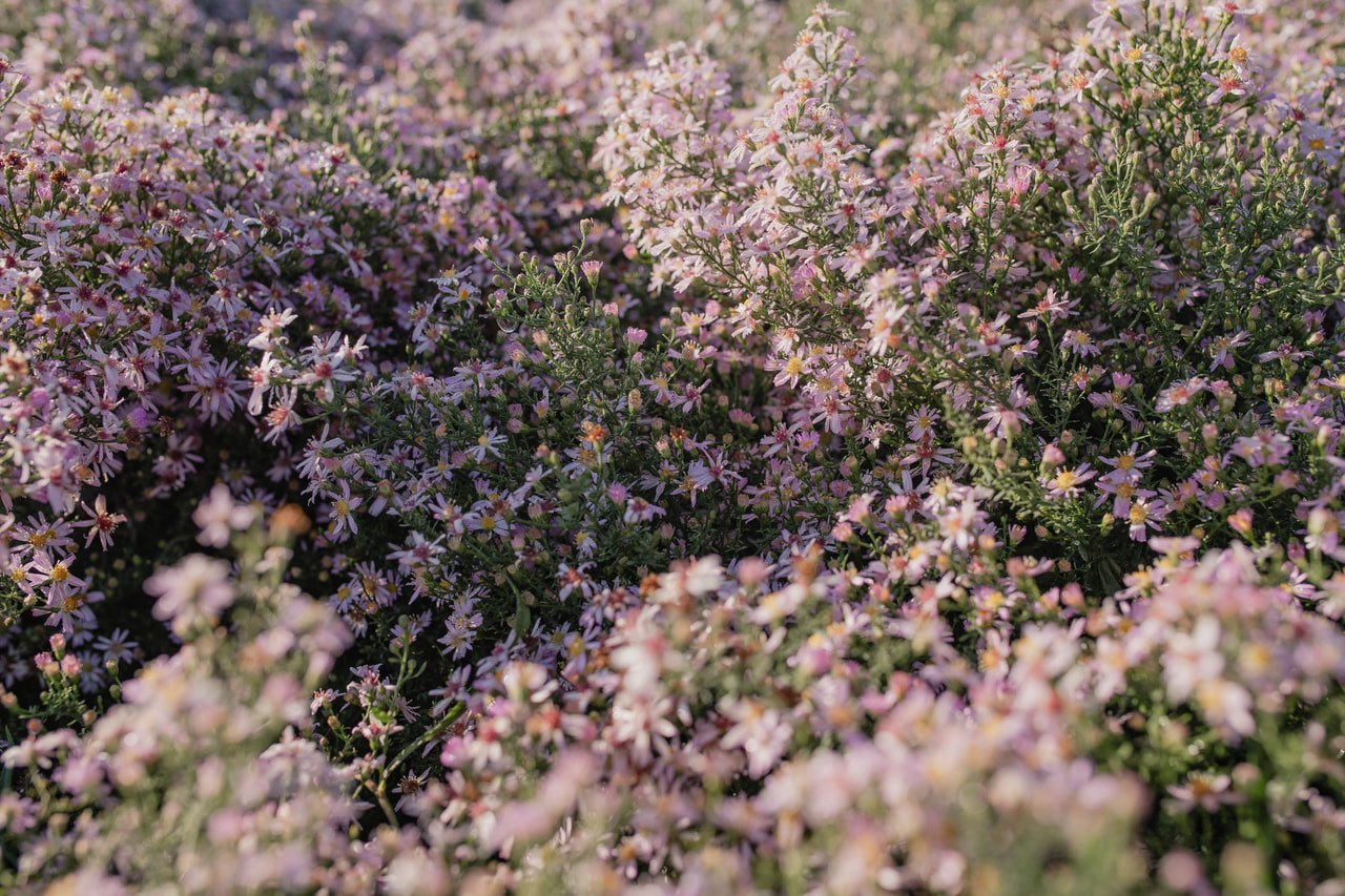 Asteri Pink Cloud, Loukykvět