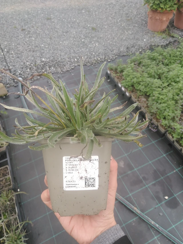 Siniharmaakello Alba - 10. 10. 2025