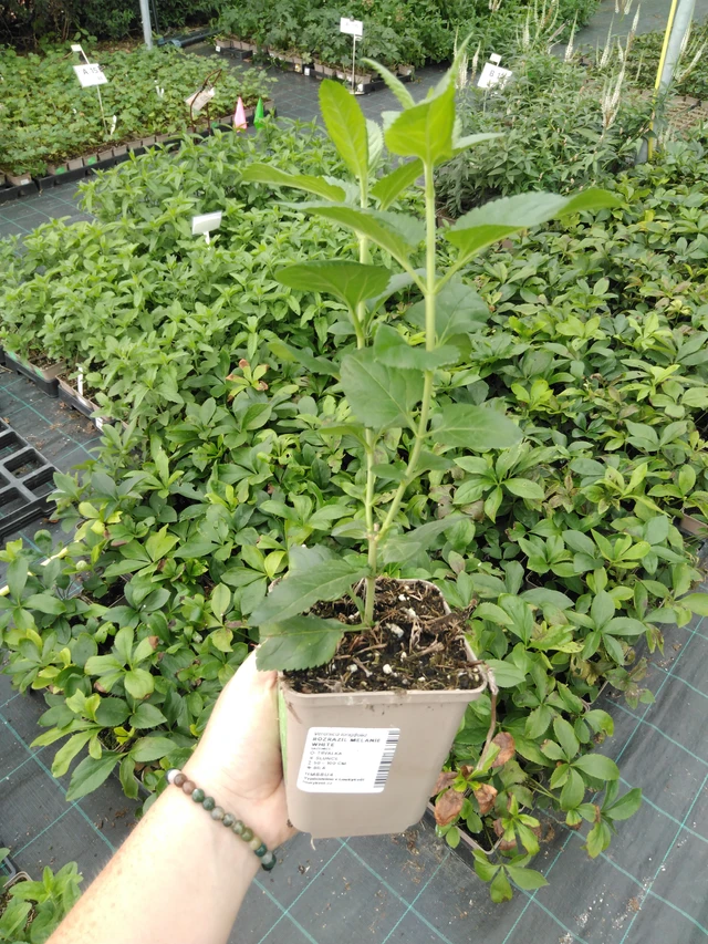 Tädyke Melanie White - 2024