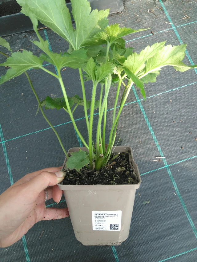 Syysvuokko Königin Charlotte - 11. 7. 2025