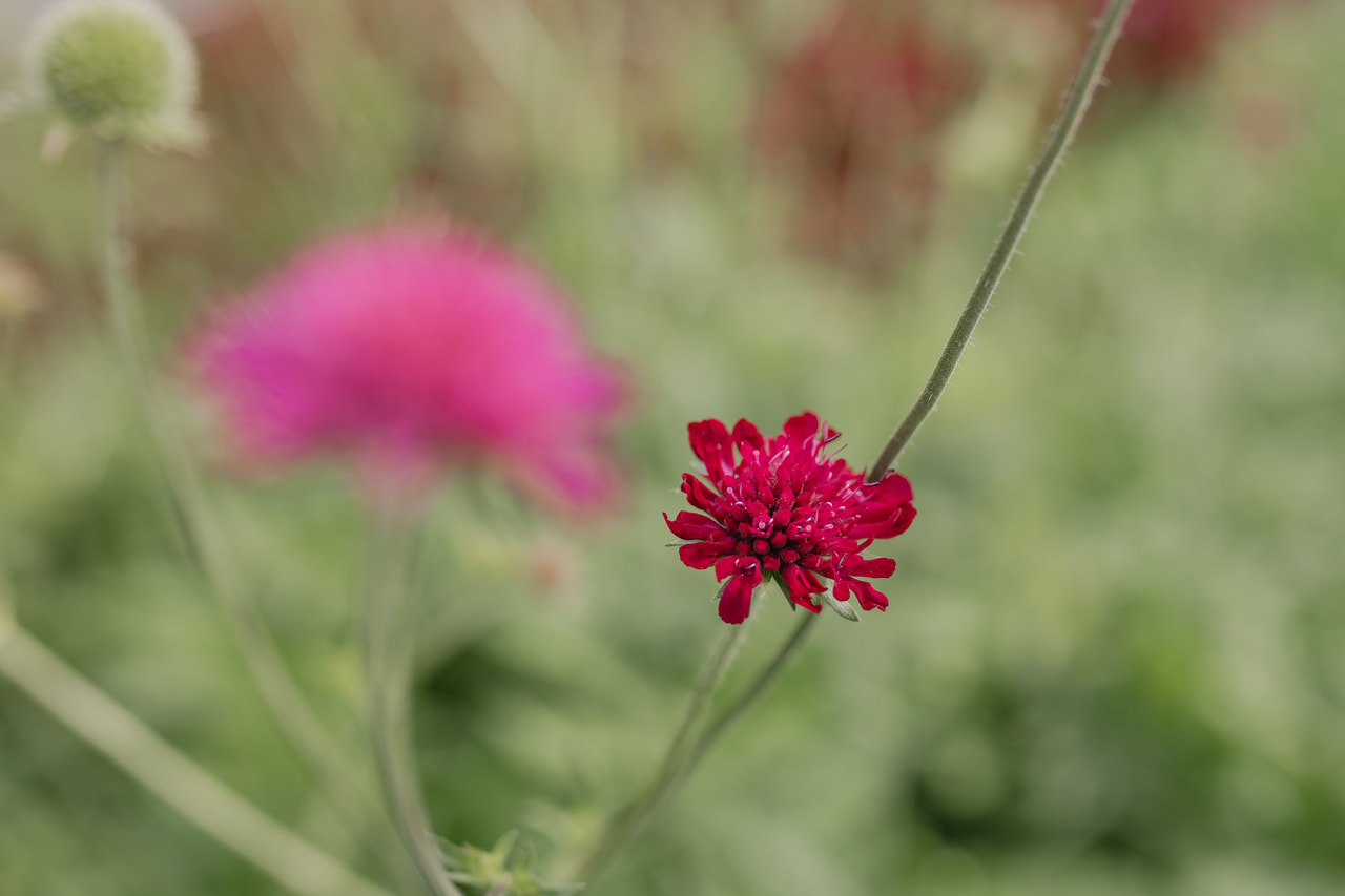 Ruusuruoho Red Knight, Loukykvět
