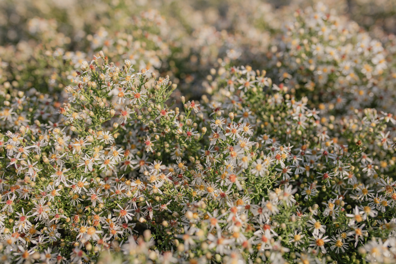 Asteri Golden Spray, Loukykvět