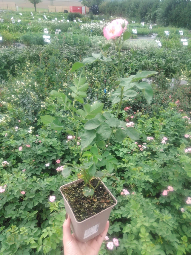 Ruusu Magical Passoa - 2024