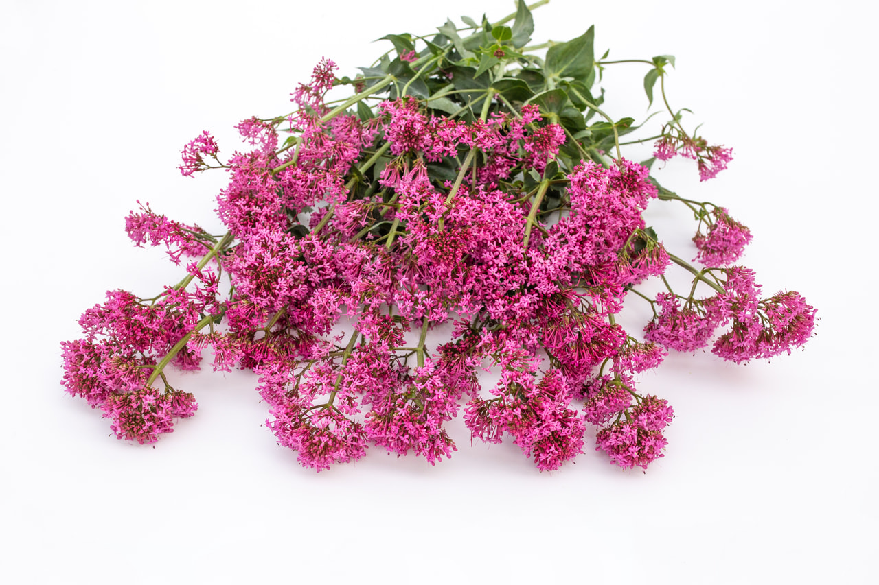 Komeapunikki Rosato Rose Pink, Loukykvět