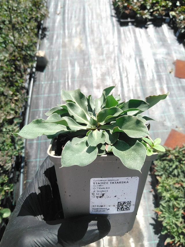 Limonium tataricum - 19. 8. 2025