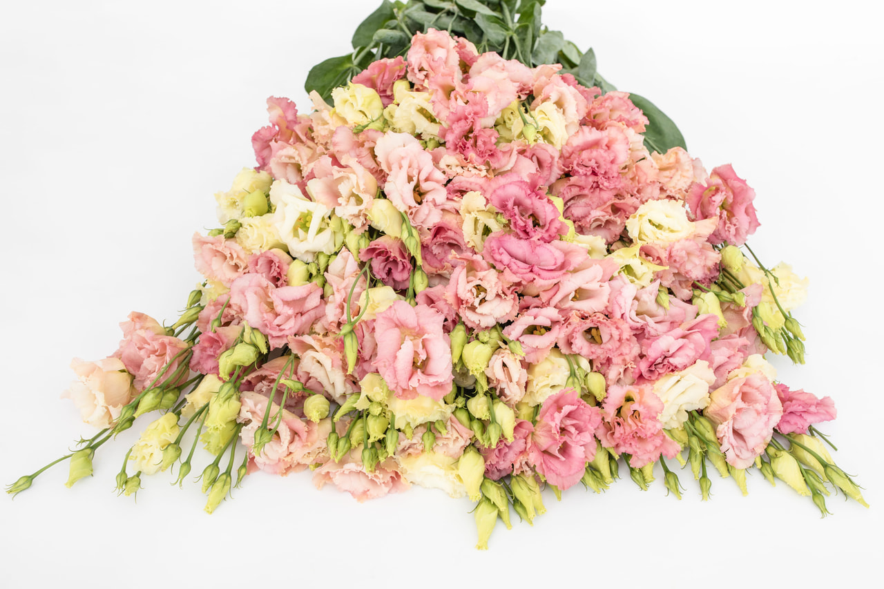 Eustoma Alissa 2 Champagne, Loukykvět