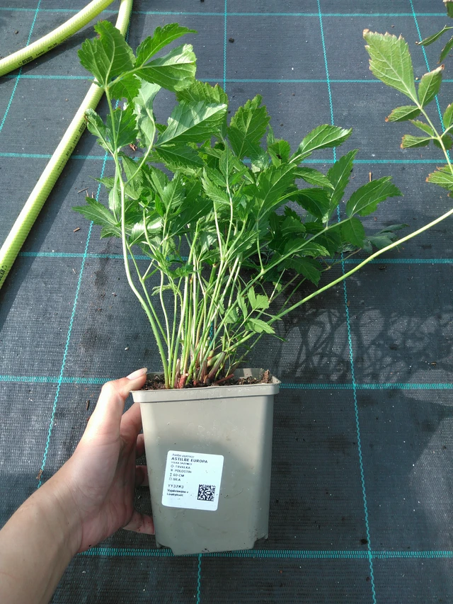 Jaloangervo Europa - 11. 7. 2025