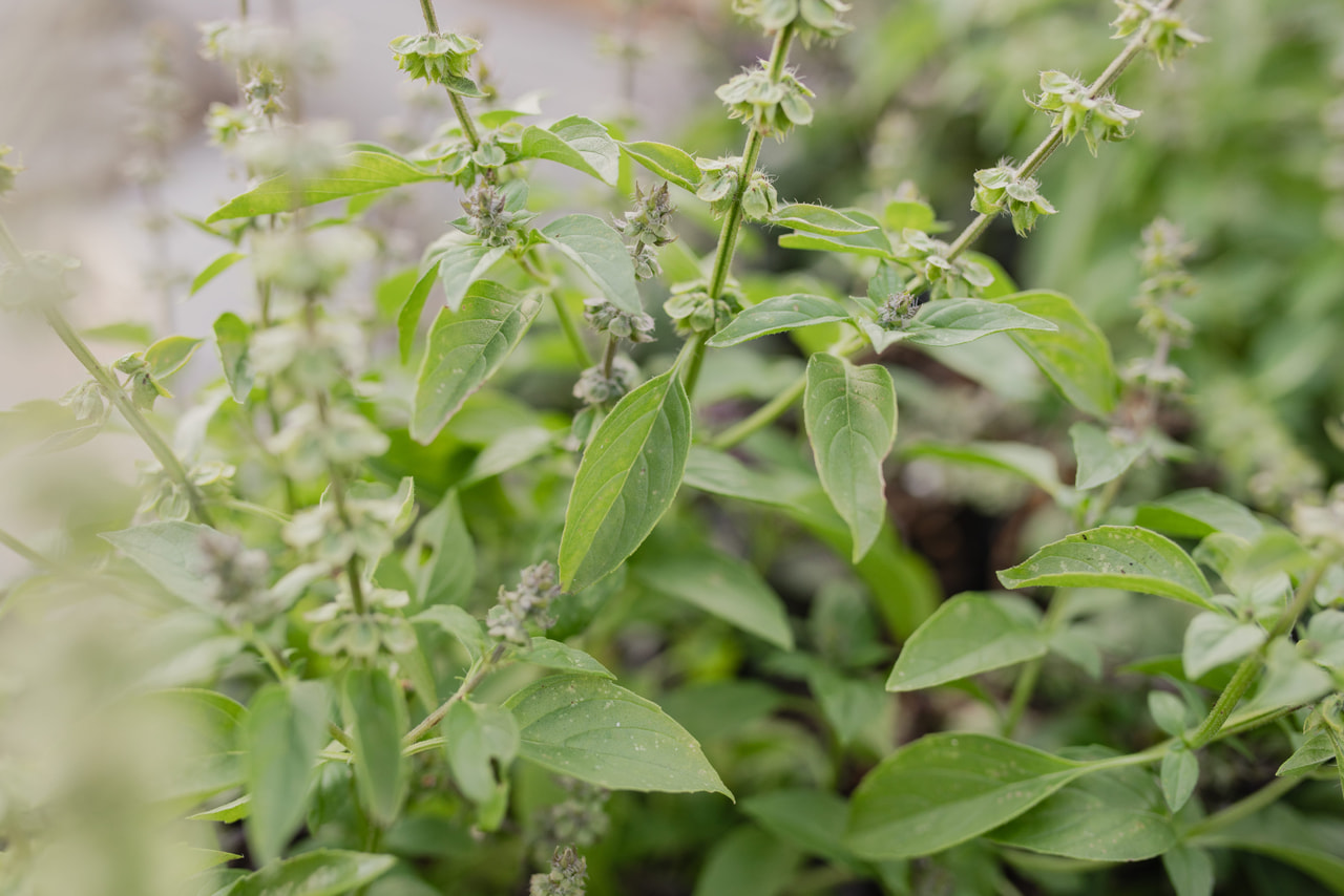 Basilika Mrs Burns, Loukykvět