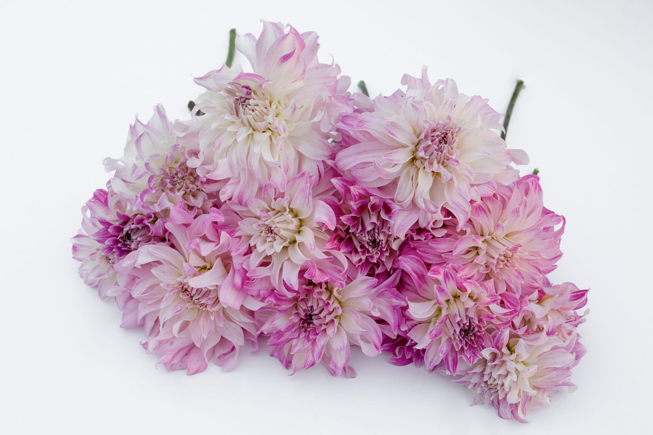 Dalia Pink Petticoat, Loukykvět