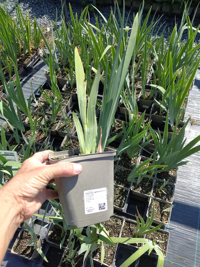 Iris Immortality - 16. 7. 2026