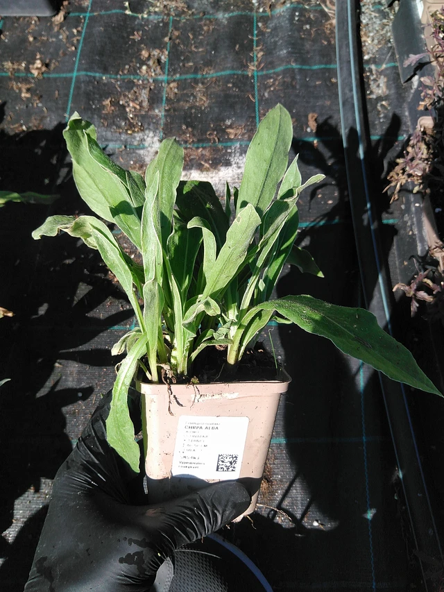 Kaunokki Alba - 19. 8. 2025