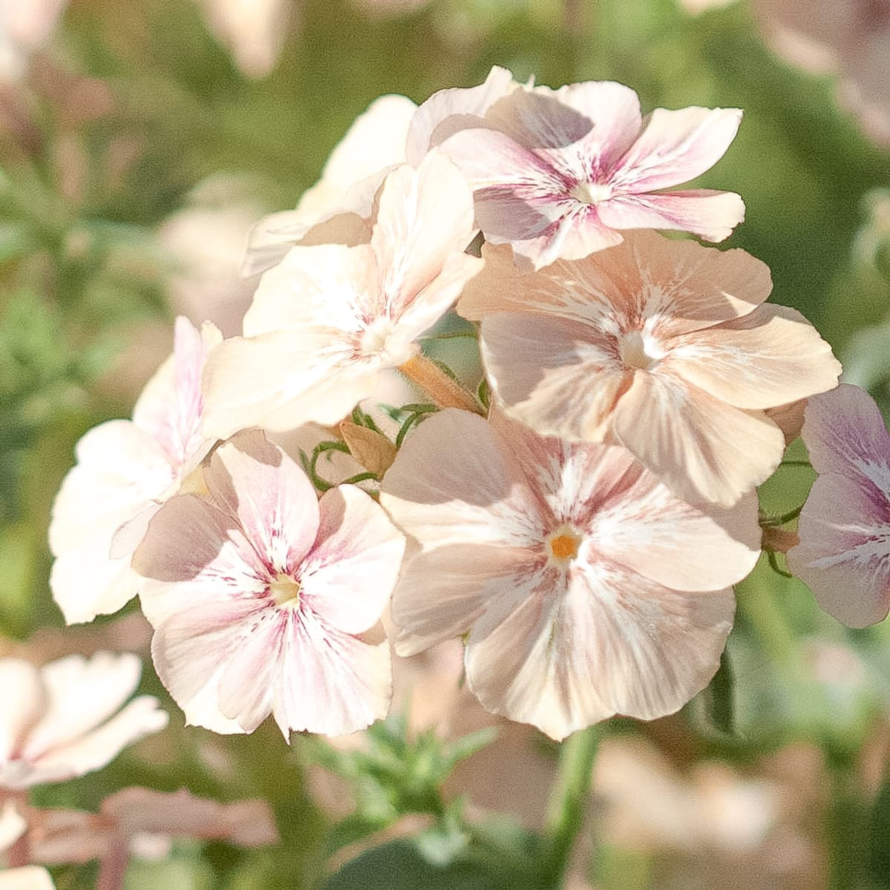 Phlox Creme Brulee, Loukykvět