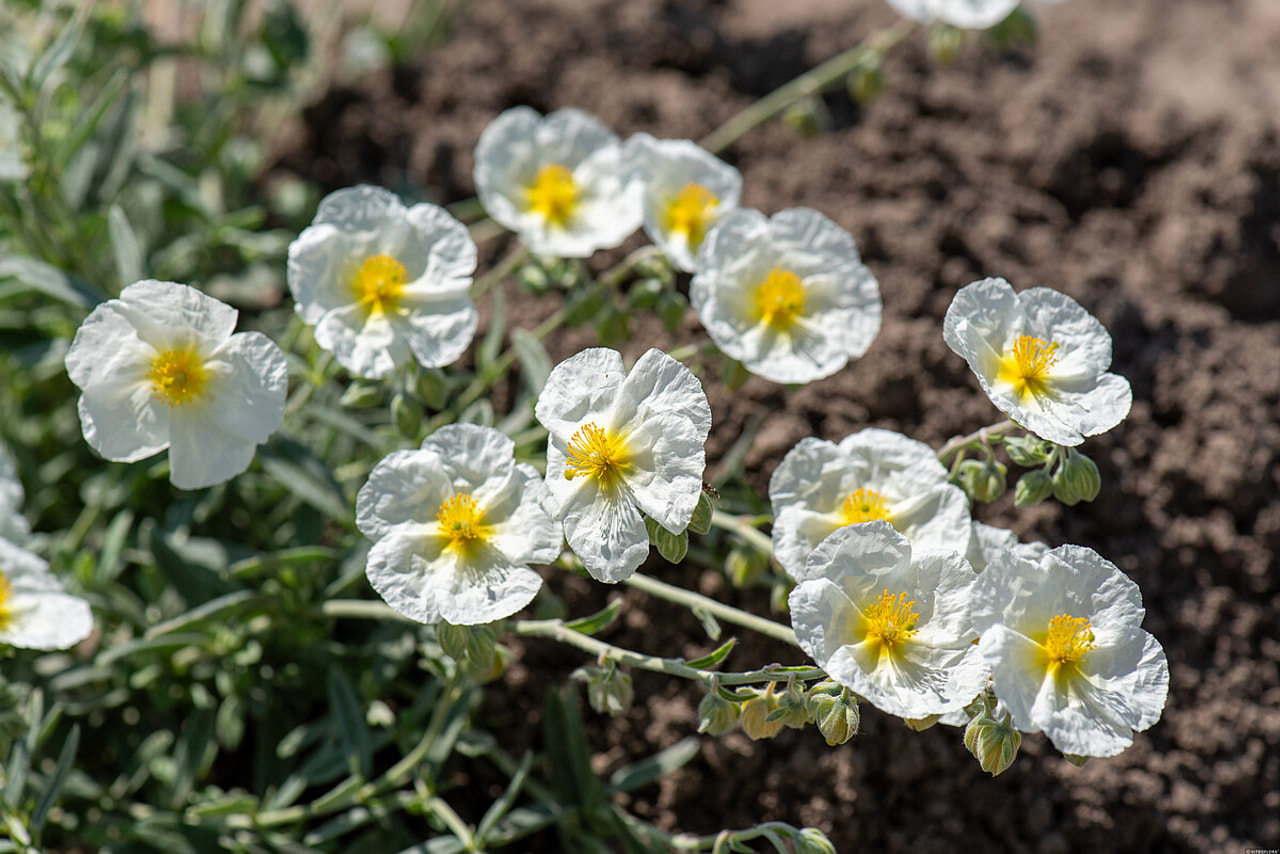 Päivännouto The Bride, Loukykvět