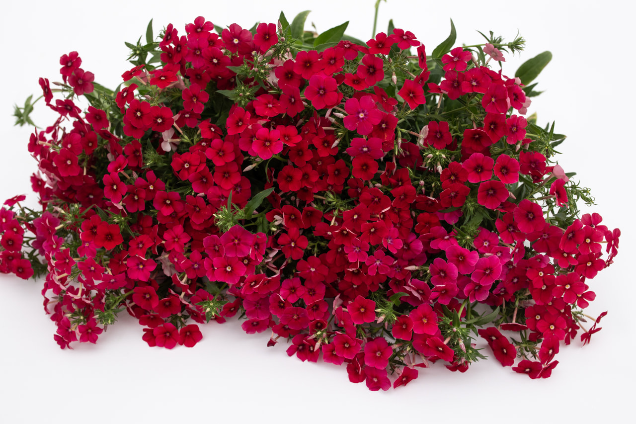 Leimu Coccinea, Loukykvět