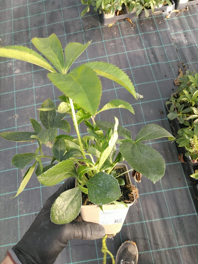 Jouluruusu Double Ellen Pink - 31. 10. 2025