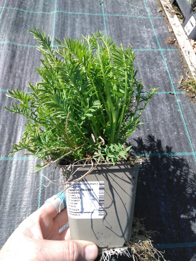 Sinilatva Filigree Clouds - 3. 4. 2025