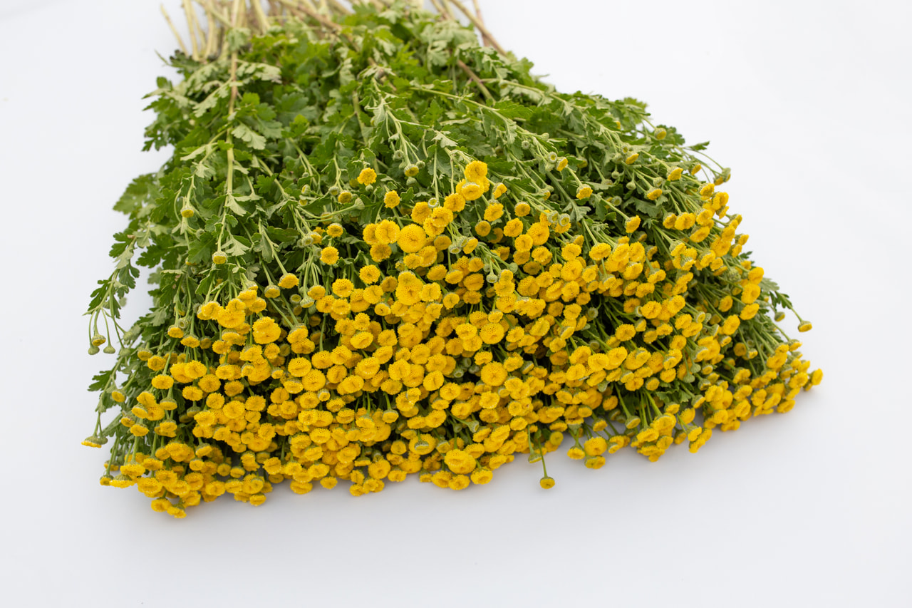 Reunuspietaryrtti Amero, Loukykvět