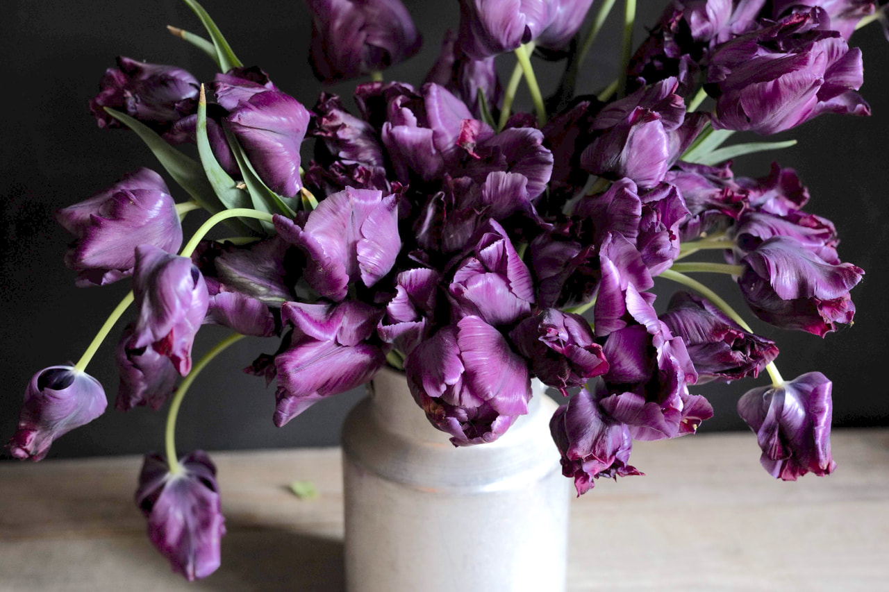 Tulipán Victoria's Secret, Loukykvět