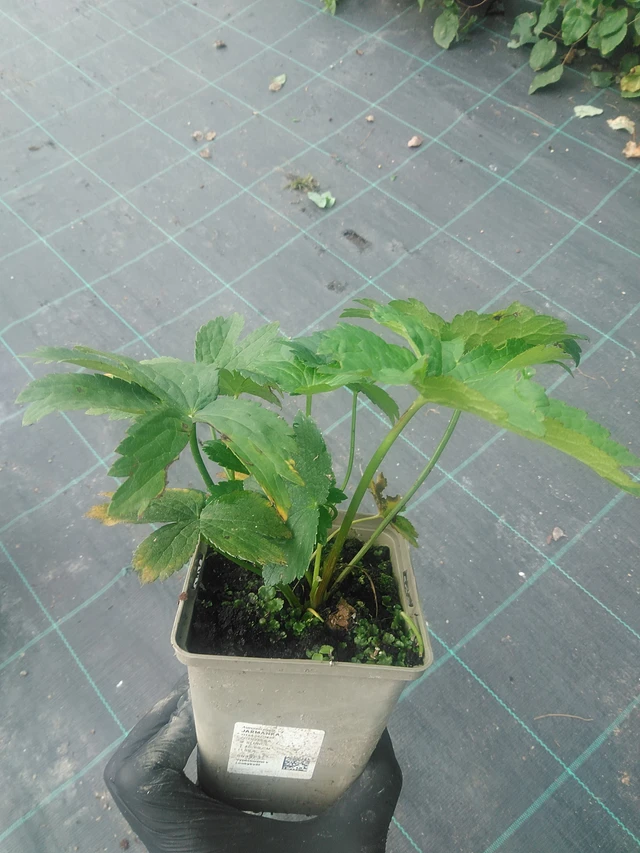 Tähtiputki - 10. 9. 2025