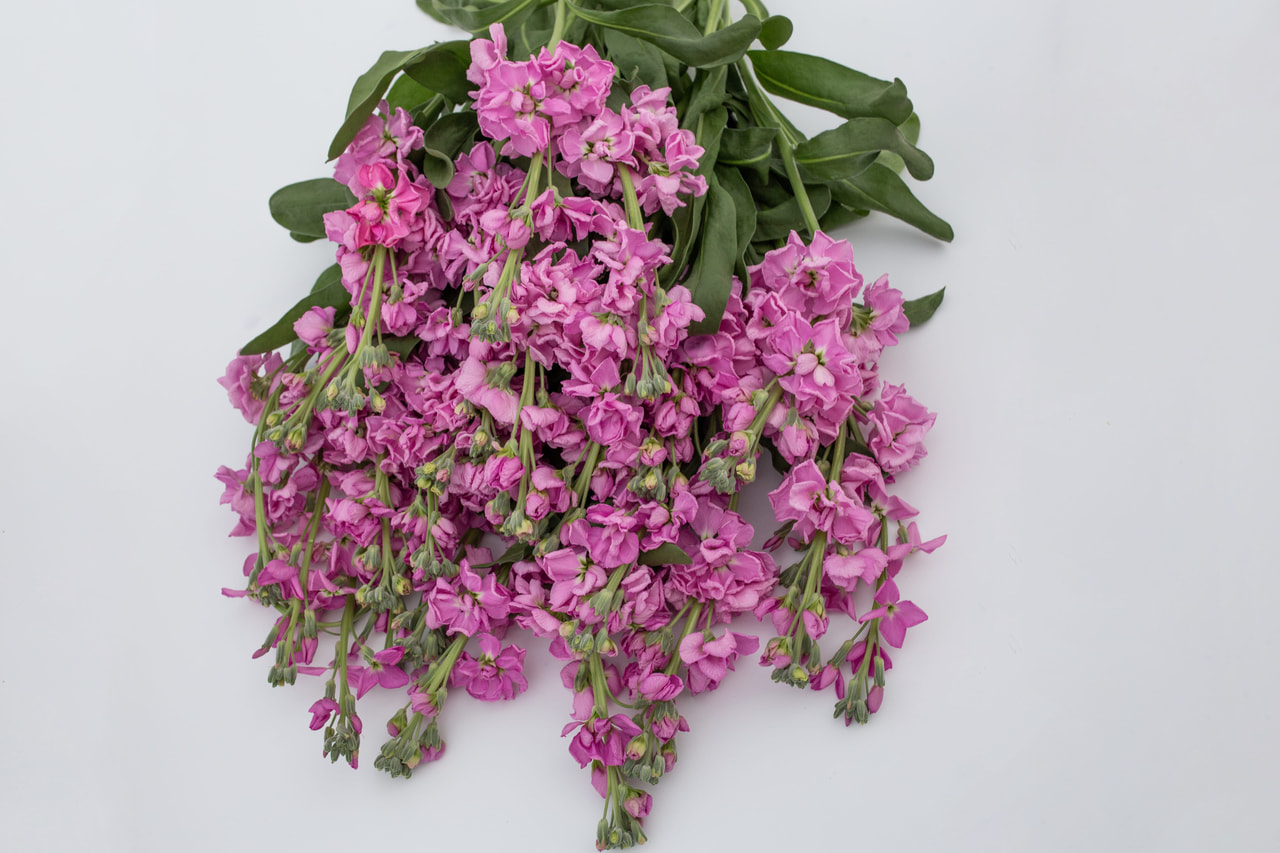 Alhelí Katz Pink, Loukykvět