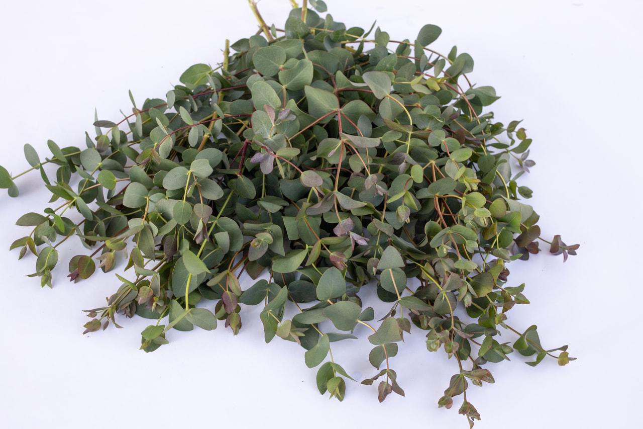 Eucalyptus stuartiana, Loukykvět