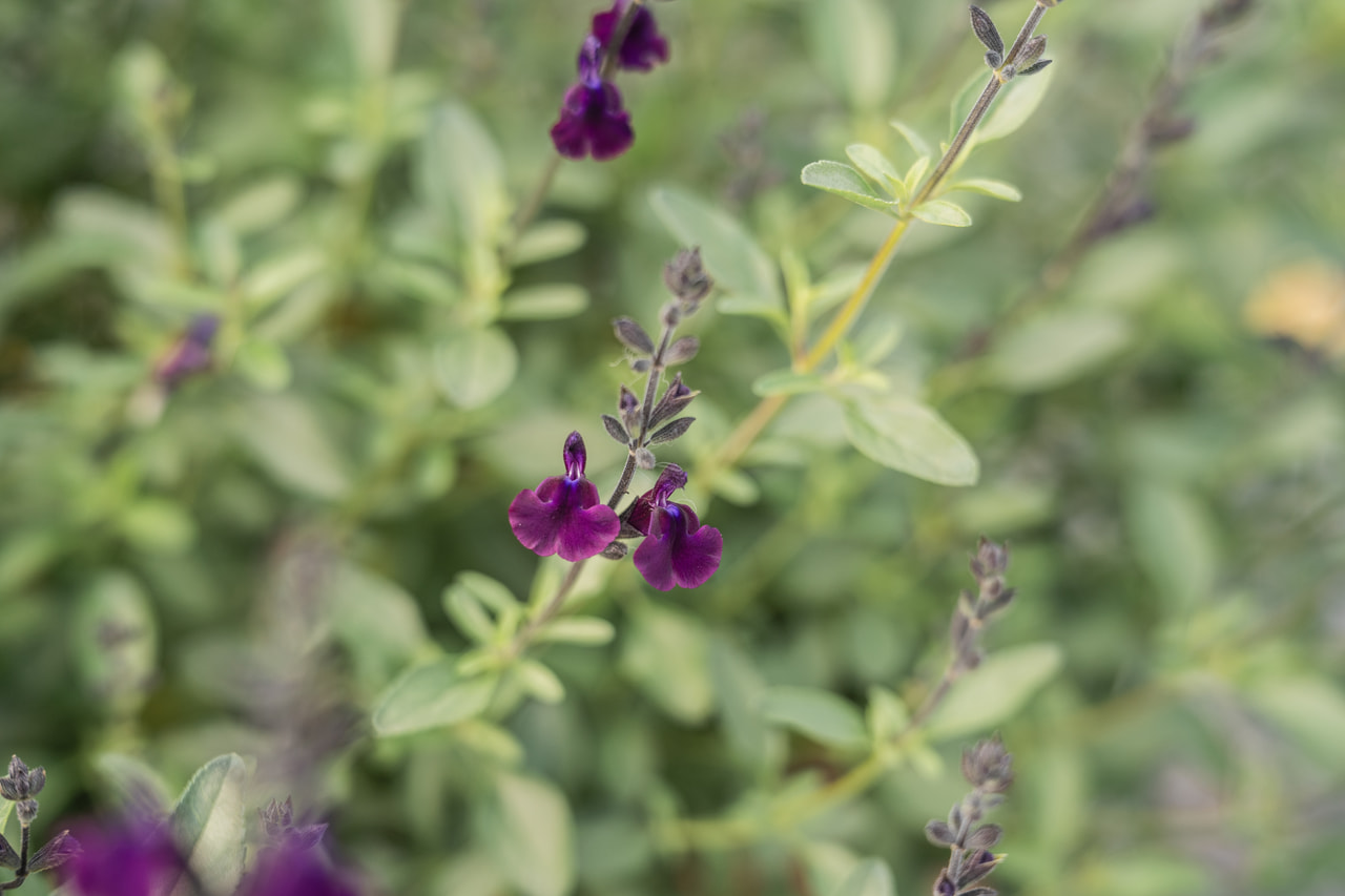 Salvia Nachtvlinder, Loukykvět