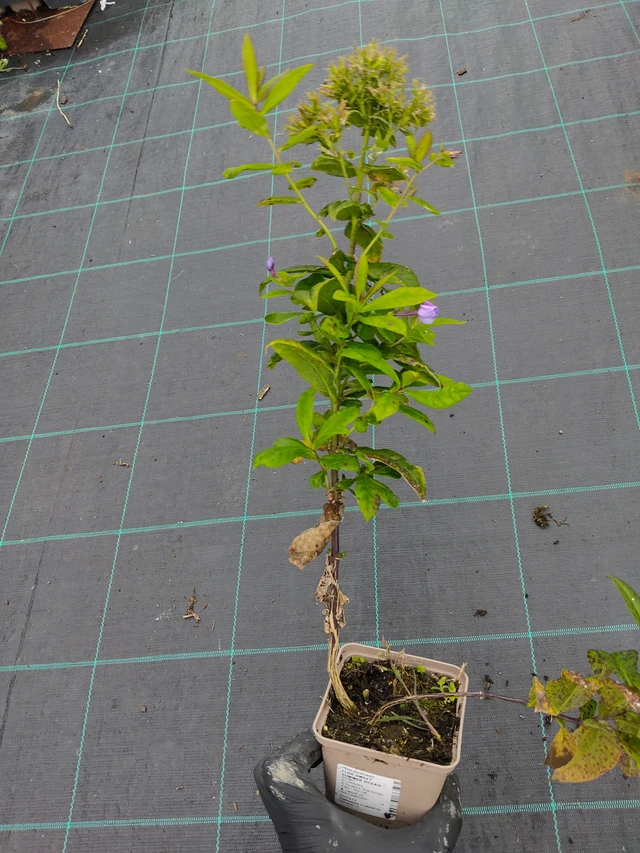 Syysleimu Sweet Summer Ocean - 12. 9. 2025