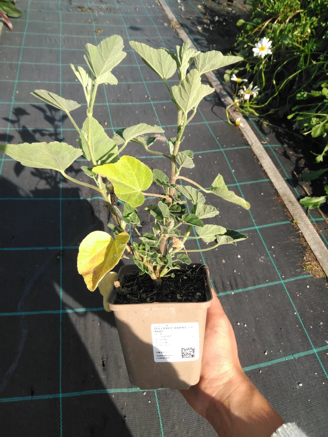 Malvikki Barnsley Baby - 11. 9. 2025