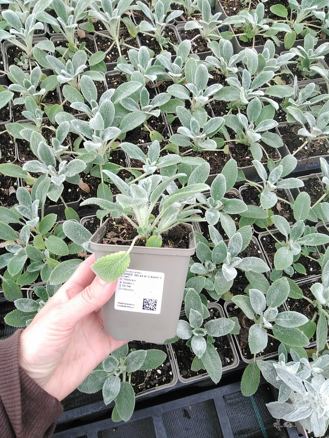 Nukkapähkämö Silver Carpet - 9. 6. 2025