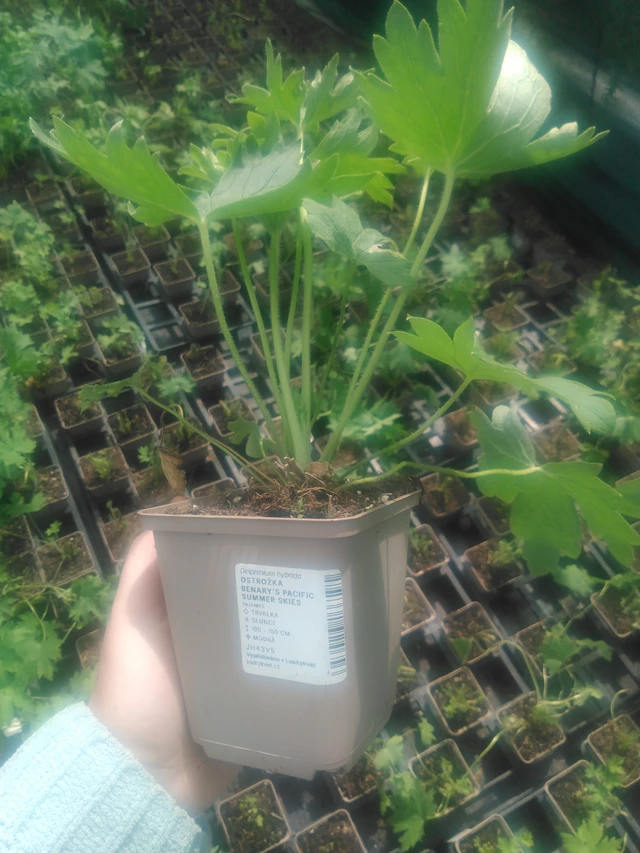 Ritarinkannus Benary’s Pacific Summer Skies - 2024