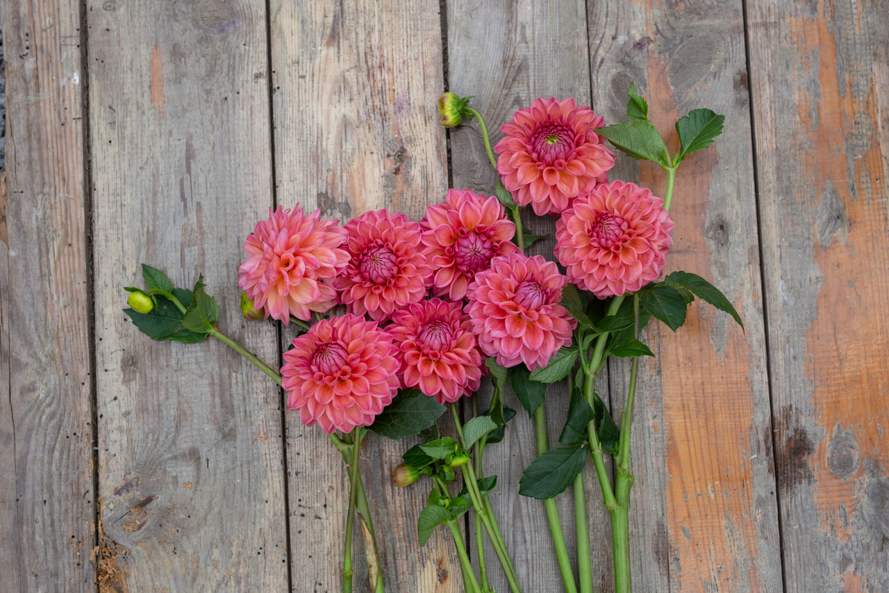 Dalia Dikara Superb, Loukykvět