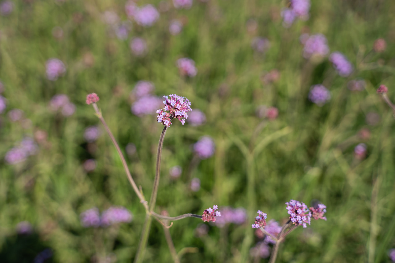 Verbena, Loukykvět