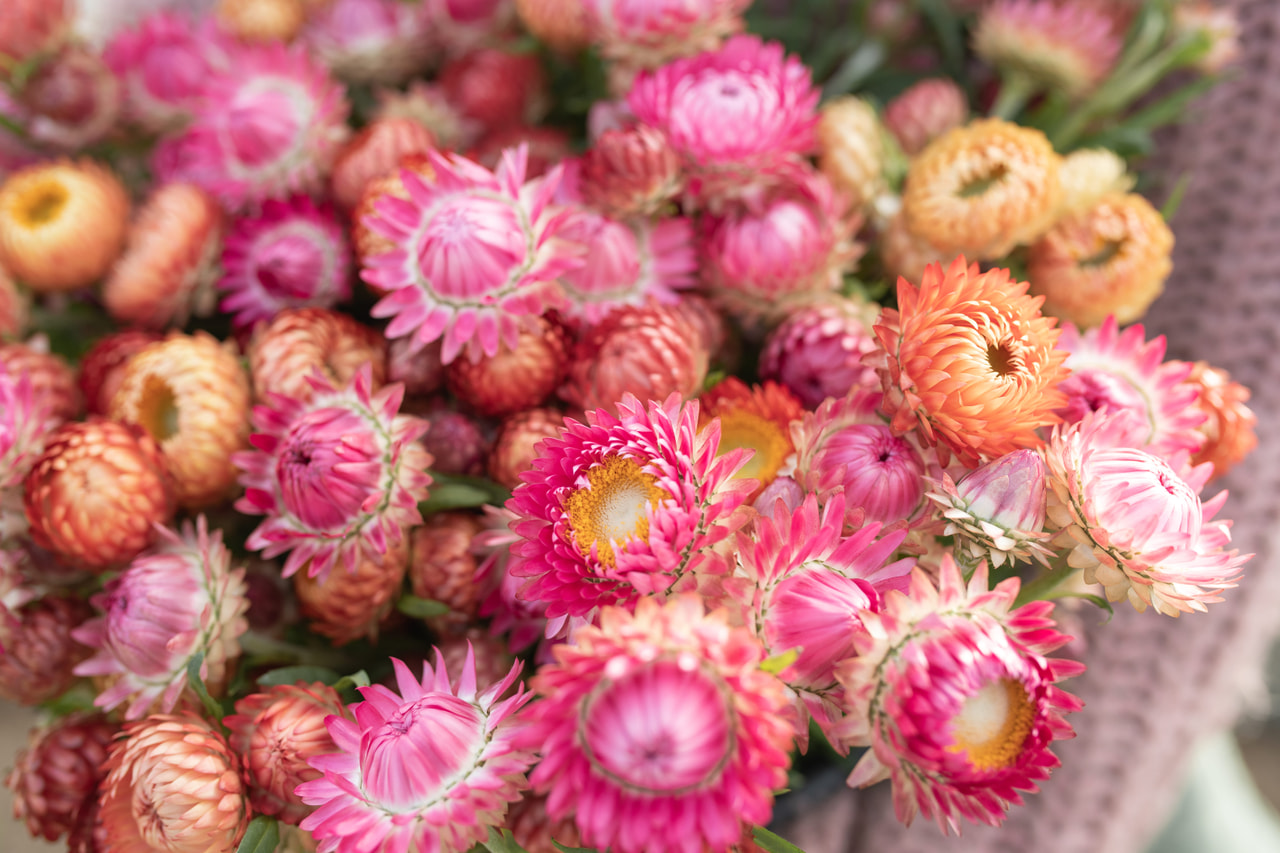Strawflower Peach Blossom Mix, Loukykvět