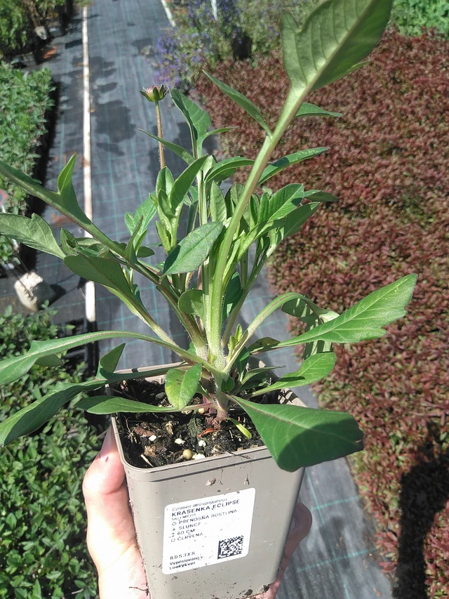 Cosmos Eclipse - 24. 6. 2025