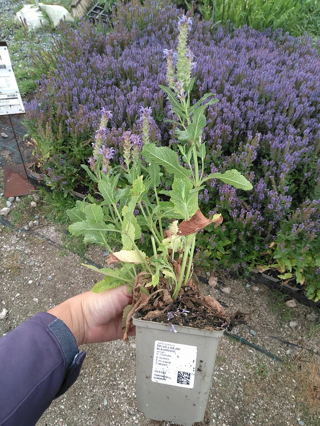 Salvia nemorosa Blauhügel - 11. 7. 2025